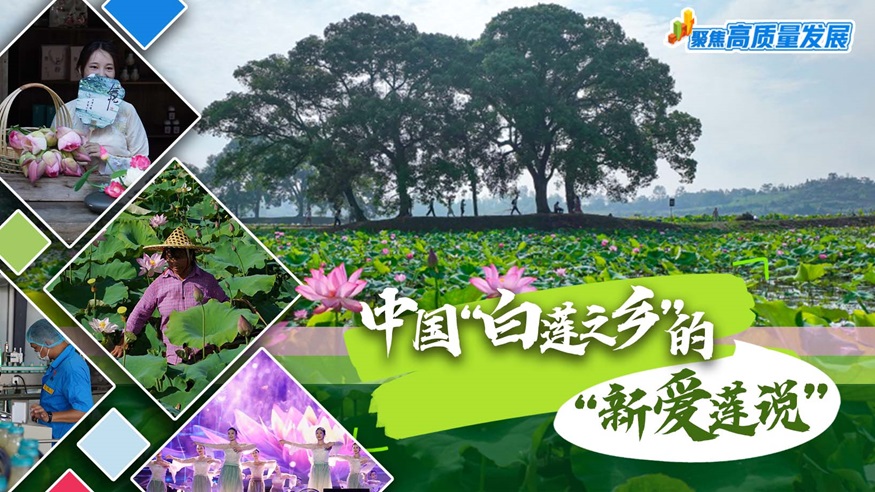 中国“白莲之乡”的“新爱莲说”